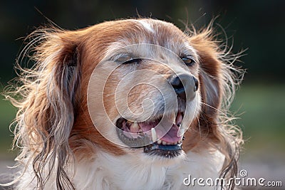 Red and white happy collie sheepdog Stock Photo