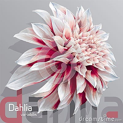 Red-white garden dahlia Vector Illustration