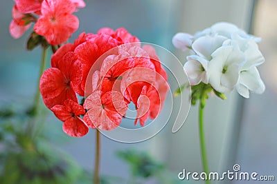 Red and white geraniums bloom beautifully Stock Photo