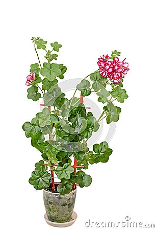 Red with white geraniums ornamental flower, Pelargonium isolated Stock Photo