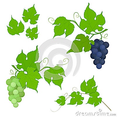 Red and white grapes bunch with leaves Vector Illustration