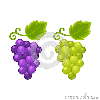 Red and white grapes Vector Illustration