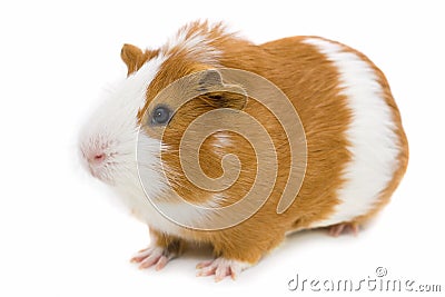 Red and white guinea pig isolated on white Stock Photo