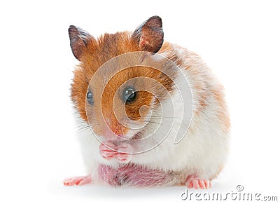 Red and white hamster Stock Photo