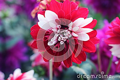 Red & white mum or chrysanth flower. Red Chrysanthemum Flower. Pompon Dahlia.Beautiful decorative red Chrysanthemums, sometimes ca Stock Photo