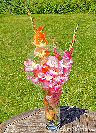 red and white and orange Gladiolus, Summer flowers in vase with shadow Stock Photo