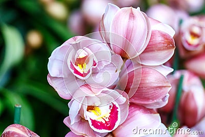 Red, white, orange and pink orchid in the garden Stock Photo