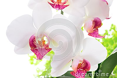 Red and white orchid with leaves fern Stock Photo