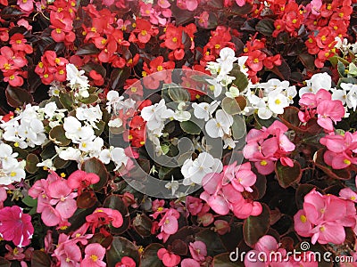 Red, white and pink begonias Stock Photo