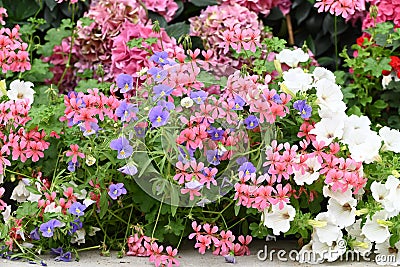 Red, white and pink geraniums in a rustic planter. Stock Photo