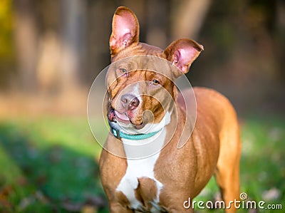 A red and white Pit Bull Terrier mixed breed dog with large ears, listening with a head tilt Stock Photo