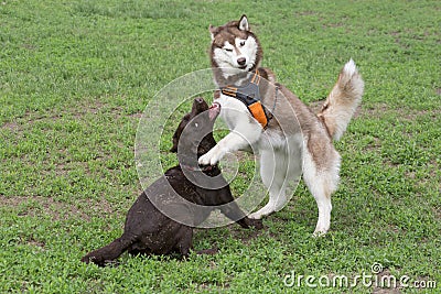 Red and white siberian husky and labrador retriever puppy are playing on a green grass in the summer park. Pet animals. Stock Photo