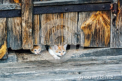 Red and white small kittens looking with curiosity out of doors of old wooden hut in a countryside. Stock Photo