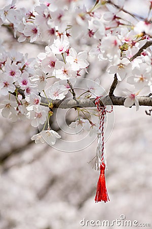 Red and white string know as martisor romanian eastern european first of march tradition hanging on a blossom cherry branch Stock Photo