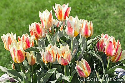 Red and white striped tulips on the flowerbed Stock Photo