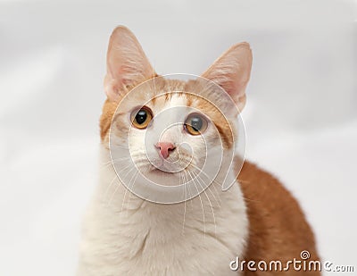 Red and white surprised cat on gray Stock Photo