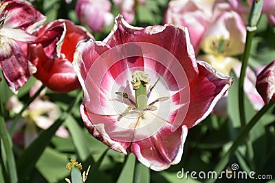 Red and White Tulip Stamen Up Close and Personal Stock Photo