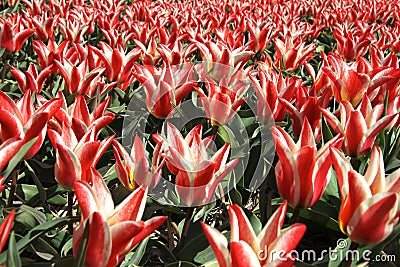 Red and white tulips and blue sky Stock Photo