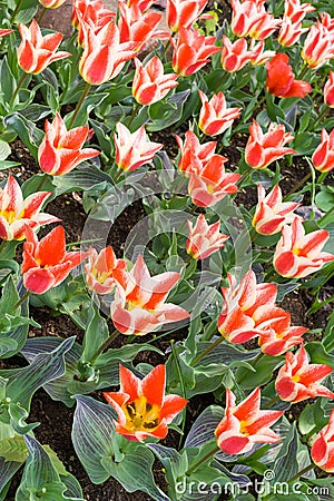 Red with white tulips flowers Stock Photo