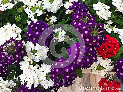 Red, white, violet, purple Verbena hybrida flowers Stock Photo