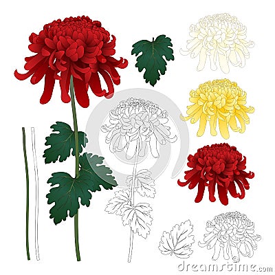 Red, White, Yellow Chrysanthemum with Outline, Kiku Japanese Flower with Outline isolated on White Background. Vector Illustration Vector Illustration