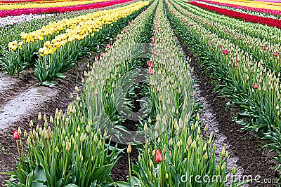 Red, white, and yellow tulips planted in fields of tulip stripes of colors Stock Photo