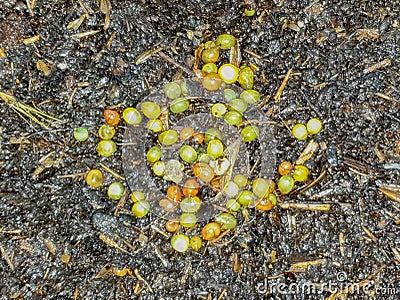 Red Wiggler and European nightcrawler eggs Stock Photo