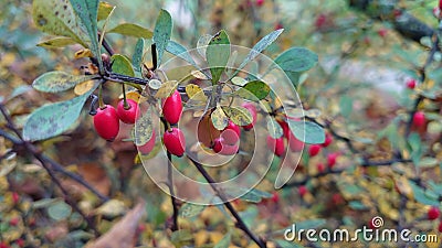 Red wild autumn berries on a small branch Stock Photo