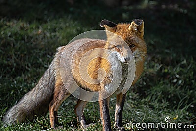 Red wild iberian fox quiet on a green forest background Stock Photo