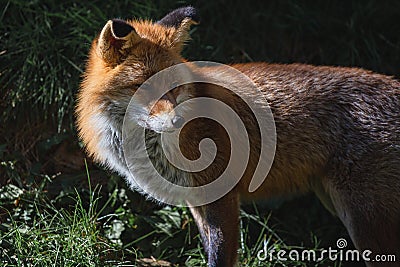 Red wild iberian fox quiet on a green forest background Stock Photo