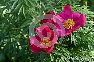 Red Wild Peony Flowers In A Garden Stock Photo