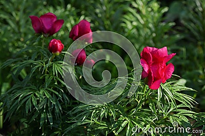 Red Wild Peony Flowers In A Garden Stock Photo