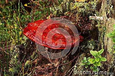 Red wild Reishi mushroom, Ganoderma lucidum growing in the boreal forest Stock Photo