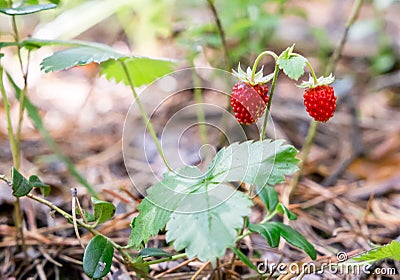 Red wild strawberry on bush Stock Photo