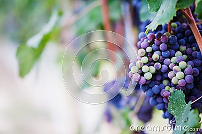 Red wine grape Stock Photo