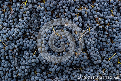 Red wine grapes background Stock Photo