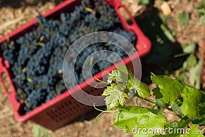 Red wine grapes Stock Photo