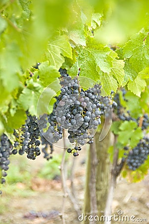 Red Wine Grapes (Cabernet Franc) Stock Photo