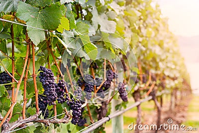 Red wine grapes growing on rows of vines. Stock Photo