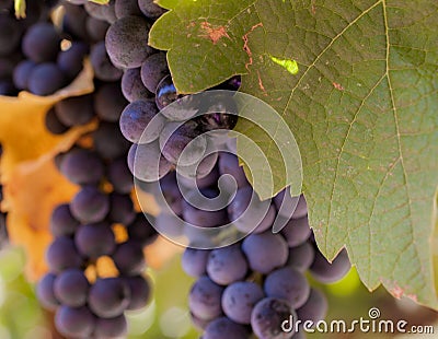 Red wine grapes on the vine macro Stock Photo