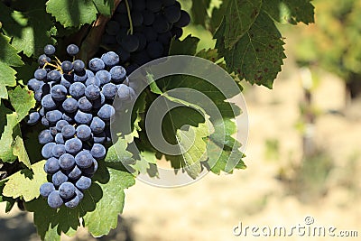Red wine grapes vineyard France Stock Photo