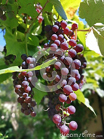 Red wines grapes on branch Stock Photo