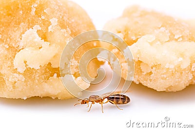 Red winged ant Stock Photo