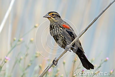 Red-winged Black Bird Stock Photo
