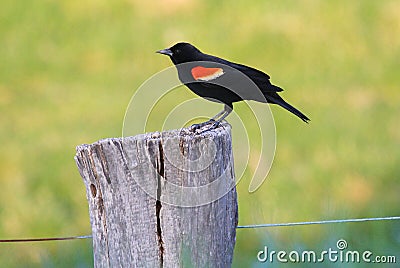 Red-winged Blackbird Stock Photo