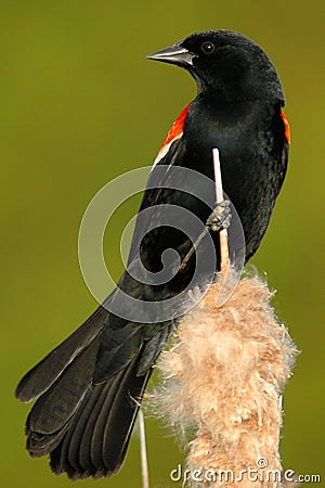 Red-winged Blackbird Stock Photo