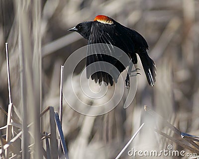 Red-Winged Blackbird Stock Photo