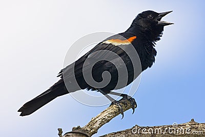 Red winged blackbird (Agelaius phoeniceus Stock Photo