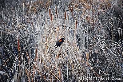 Red winged blackbird Agelaius phoeniceus close up in the wild in Colorado is a passerine bird of the family Icteridae found in m Stock Photo