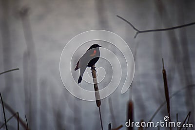 Red winged blackbird Agelaius phoeniceus close up in the wild in Colorado is a passerine bird of the family Icteridae found in m Stock Photo